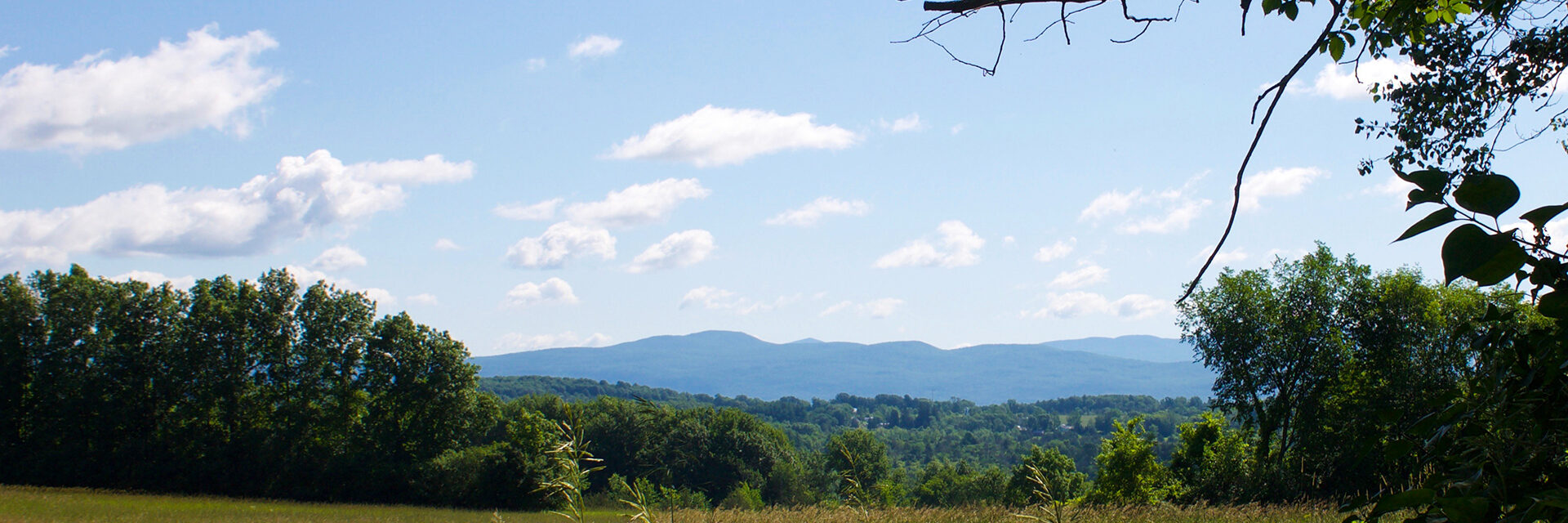 a field of wildflowers in Vermont in summer